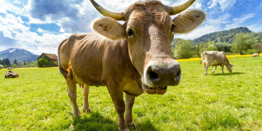 Quelle est l'intelligence des vaches ?