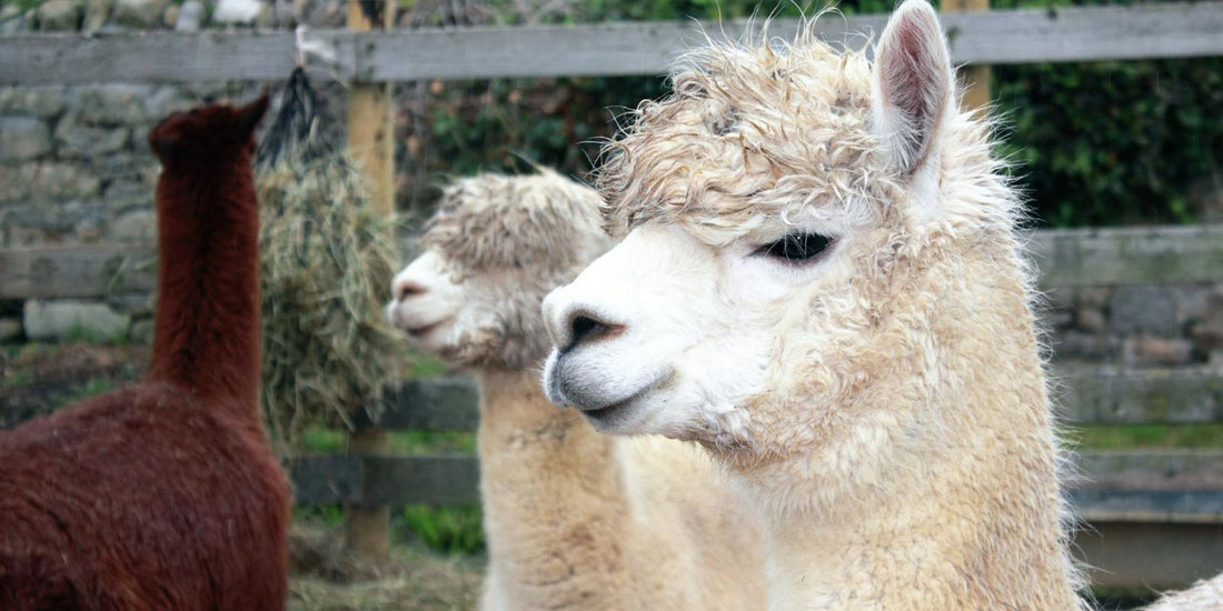 Quelle est la différence entre un alpaga et un lama ?