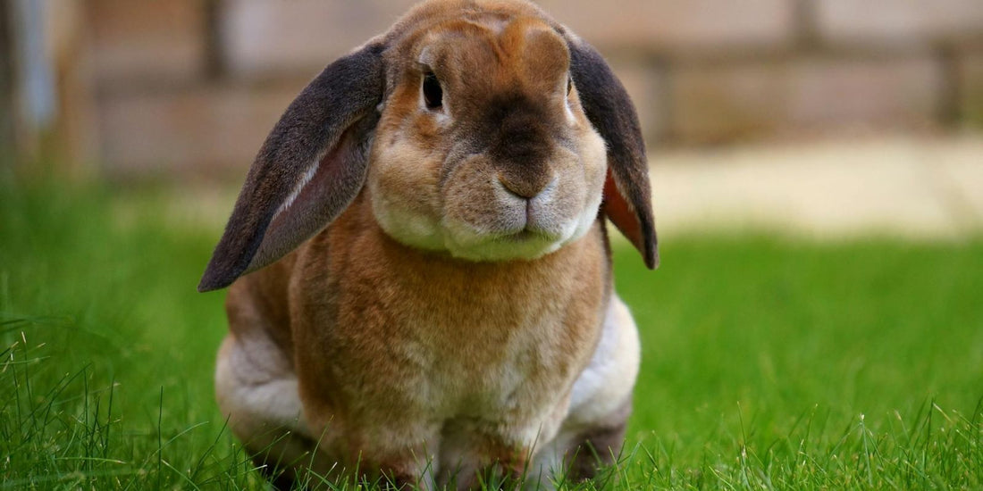 Est-ce qu'un lapin est un bon animal de compagnie ? Découvrez tous ses secrets !