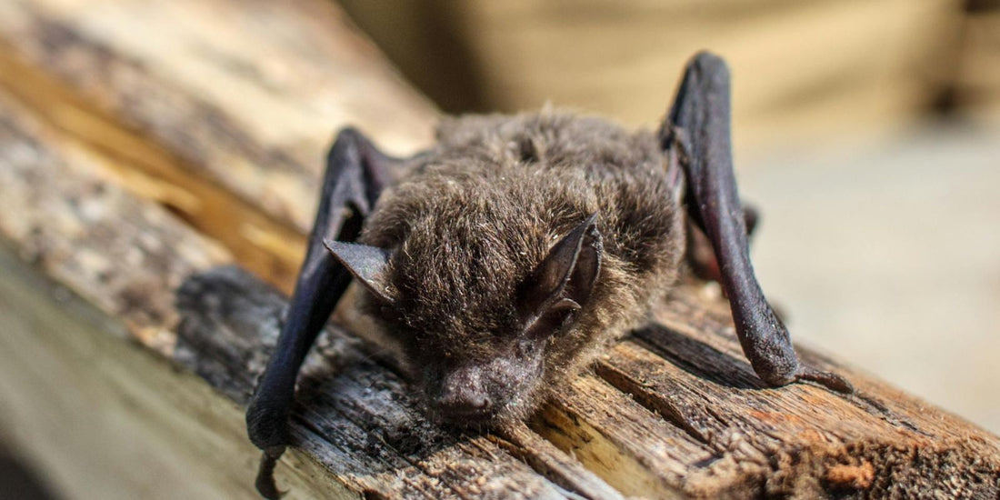 Le mystère fascinant des Chauves-Souris : L'animal nocturne qui nous protège