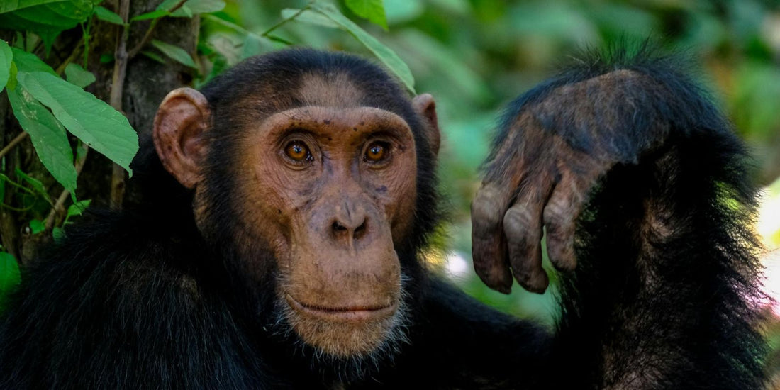 Tout savoir sur le Chimpanzé : Une fenêtre sur notre proche parent