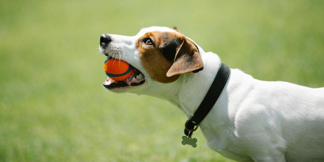 Quel est le meilleur collier pour chien?