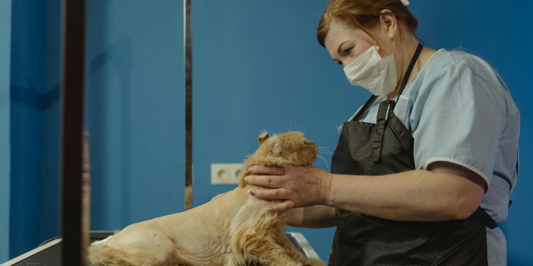 Santé et Maladie du Chat : Tout ce qu'il faut savoir pour bien prendre soin de votre félin