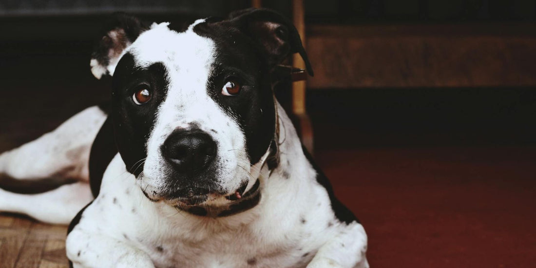 L’American Staffordshire Terrier : Un Compagnon Loyal et Énergique