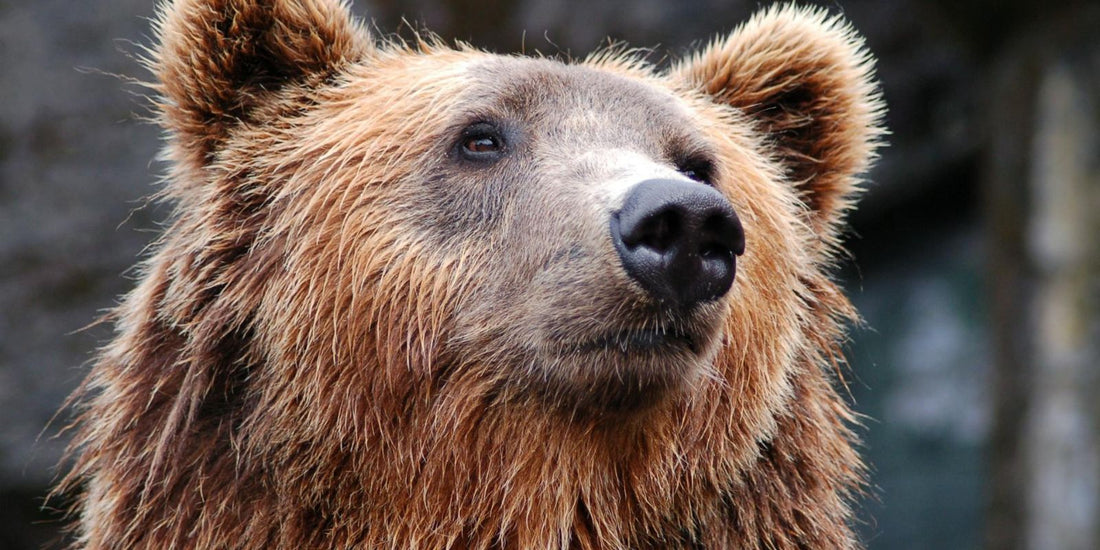 L’Ours Brun : Le gardien des forêts qui fait battre nos cœurs