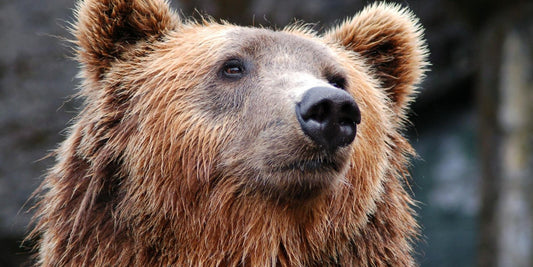 L’Ours Brun : Le gardien des forêts qui fait battre nos cœurs