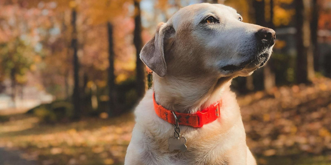 Le Labrador : Un compagnon fidèle et polyvalent