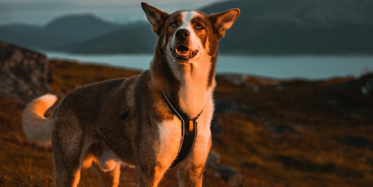 Quel est le meilleur type de harnais pour chien ?