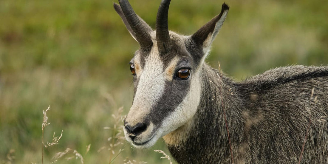 Le Chamois : L'élégance sauvage des montagnes qui vous envoûte