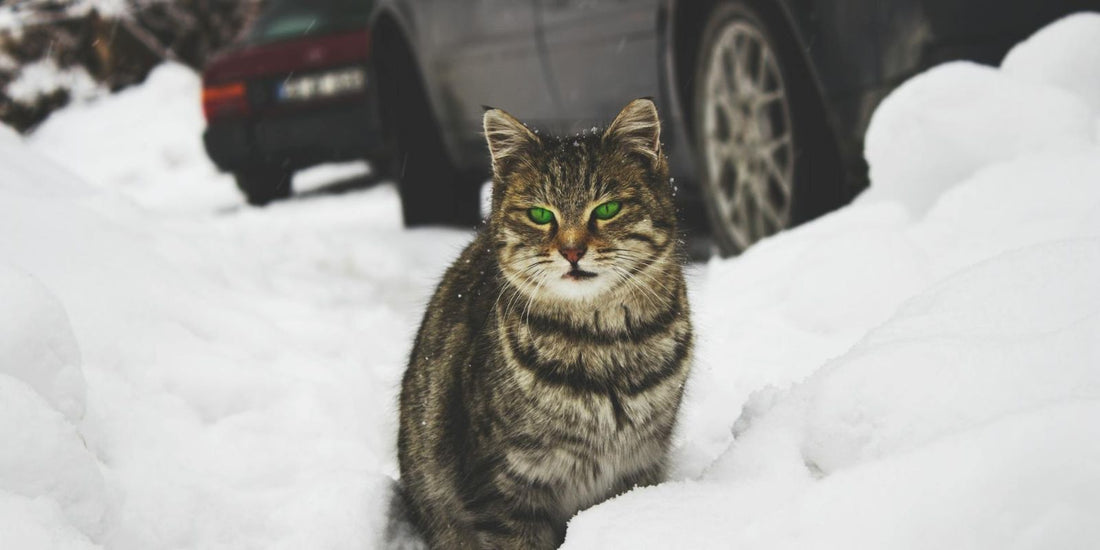 L’hiver approche : Une histoire touchante de survie - Attention au chat caché dans le moteur de votre voiture !