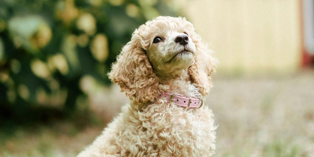 Le Caniche : Un Compagnon Élégant, Loyal et Intelligent