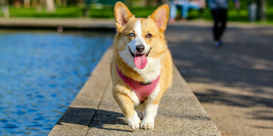 Pourquoi c'est bien d'avoir un chien ?