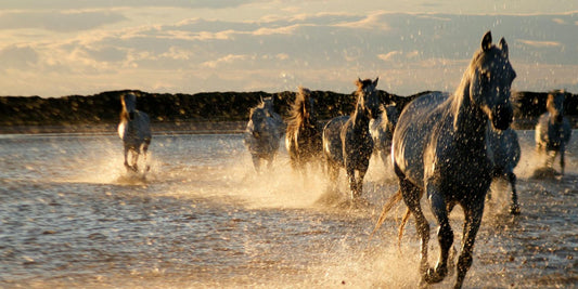 Les chevaux de Camargue : L’esprit sauvage qui réveille notre soif de liberté