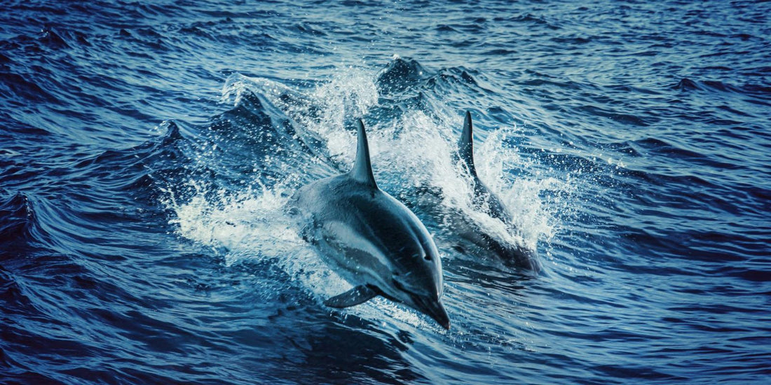 Est-ce qu'un dauphin est un poisson ?