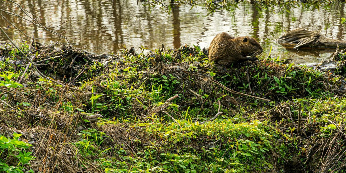 Le Castor : Symbole de persévérance et d'harmonie avec la nature