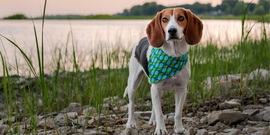 Quel est le meilleur chien de chasse ?