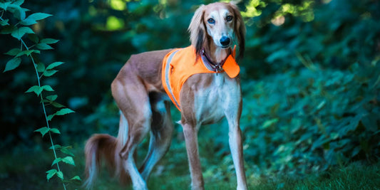 Quel est le chien le plus rapide ? Découvrez l’athlète canin par excellence !