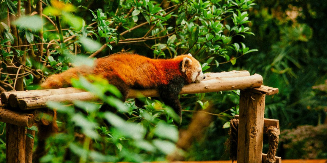 Ils disparaissent plus vite que vous ne le pensez : Agissez maintenant pour sauver les Pandas Roux