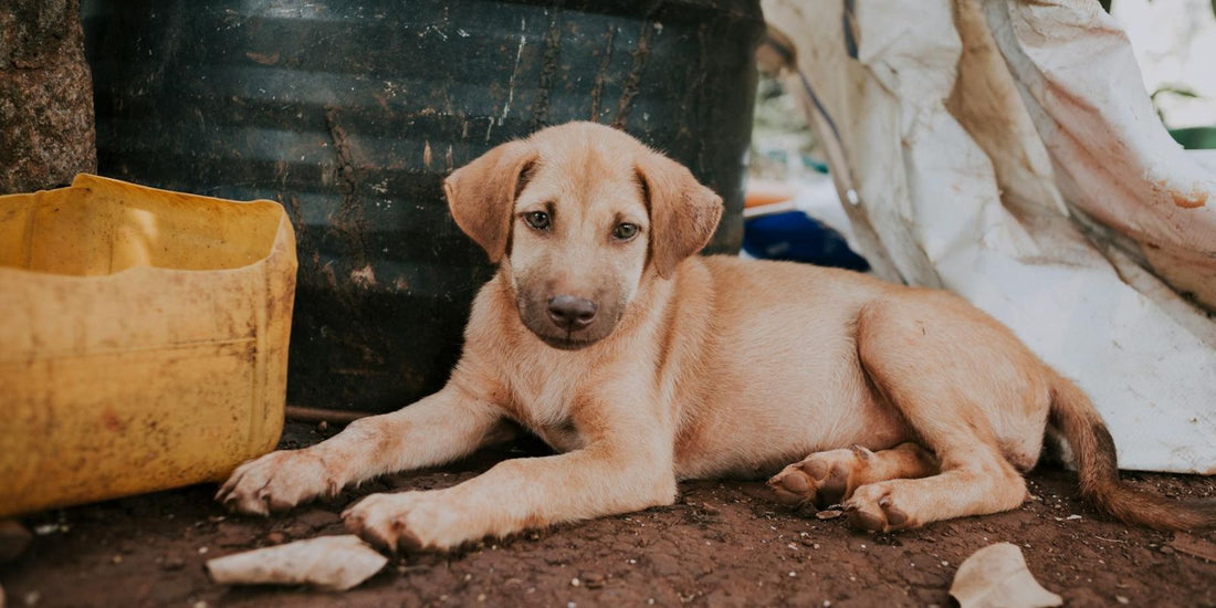 Leur silence en dit long : Comment l'abandon des animaux détruit des vies, et comment vous pouvez faire la différence