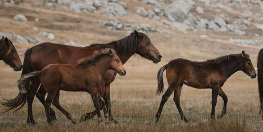 Le Mustang Sauvage : La Bataille pour la liberté de l’animal majestueux en danger