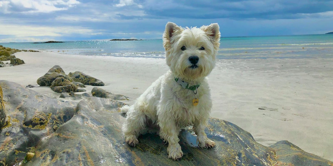 Le Westie : Un petit chien avec un grand cœur