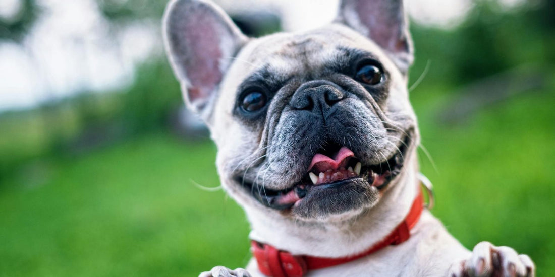 Quel est le chien le plus câlin ?