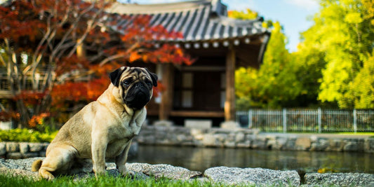 Quel petit chien est le plus facile à vivre ?