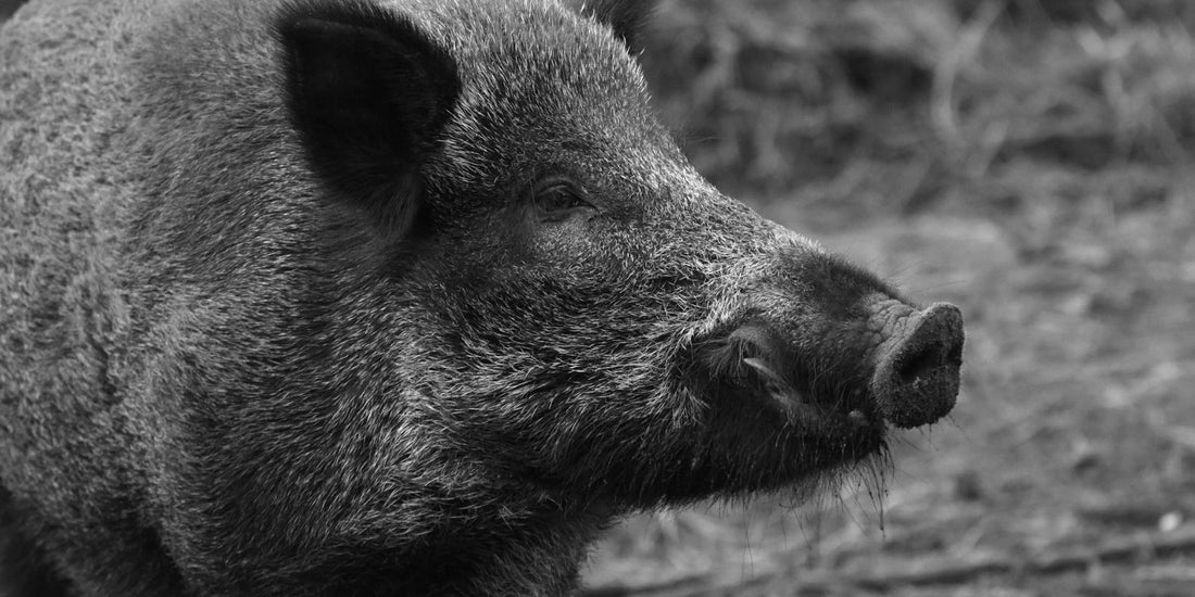 Le Danger Invisible : Comment protéger vos animaux de compagnie du Sanglier