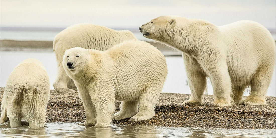 L'ours polaire : Saviez-vous cela sur cet animal ?