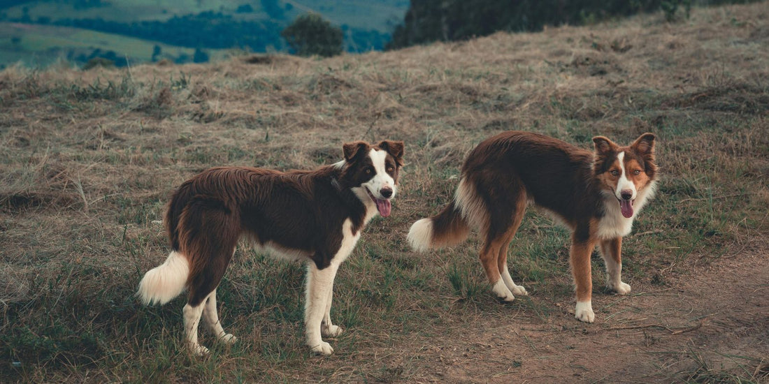 Est-il mieux d’avoir un chien Mâle ou Femelle ?