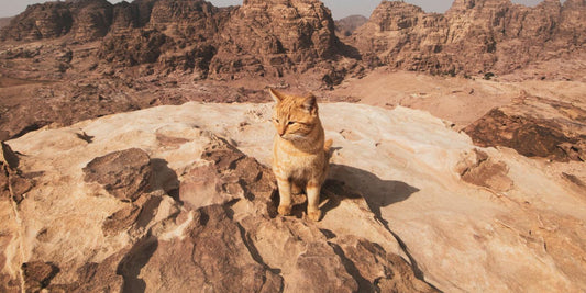 Le chat dans l'Égypte ancienne : une histoire fascinante d’un animal sacré