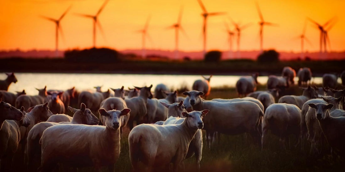 Les Éoliennes : Tueuses en série silencieuses ! Comment elles mettent en péril nos amis ailés