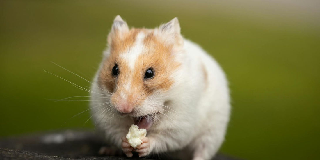 Comment faire de votre hamster un compagnon heureux : guide ultime pour bien s'occuper de son hamster