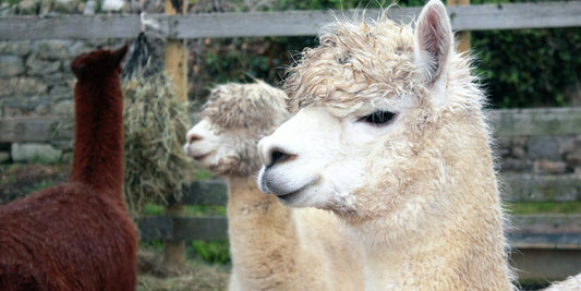 Quelle est la différence entre un alpaga et un lama ?