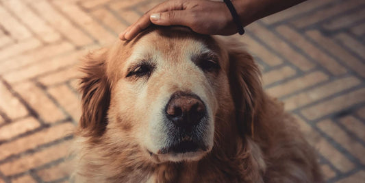 Quel est le chien le plus gentil et obéissant ?