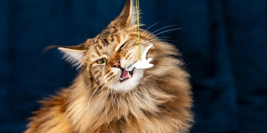 Le Maine Coon : Tout savoir sur cette merveilleuse race de chat