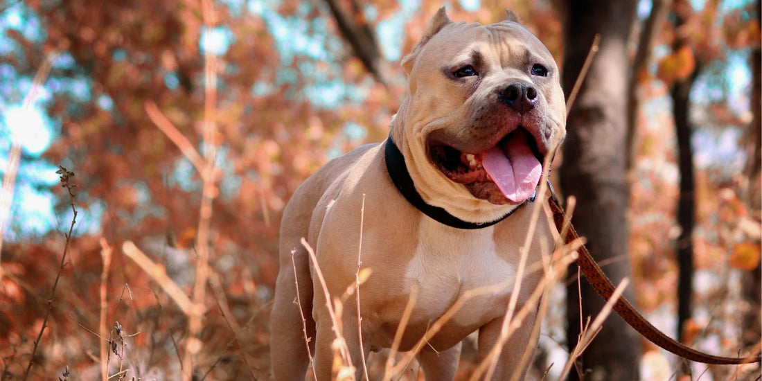 L’American Pit Bull Terrier : Un héros mal compris, mais plein d’amour