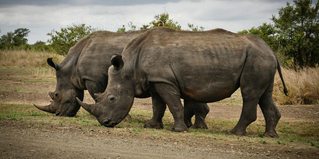 Le Rhinocéros : Un géant majestueux au cœur de la nature