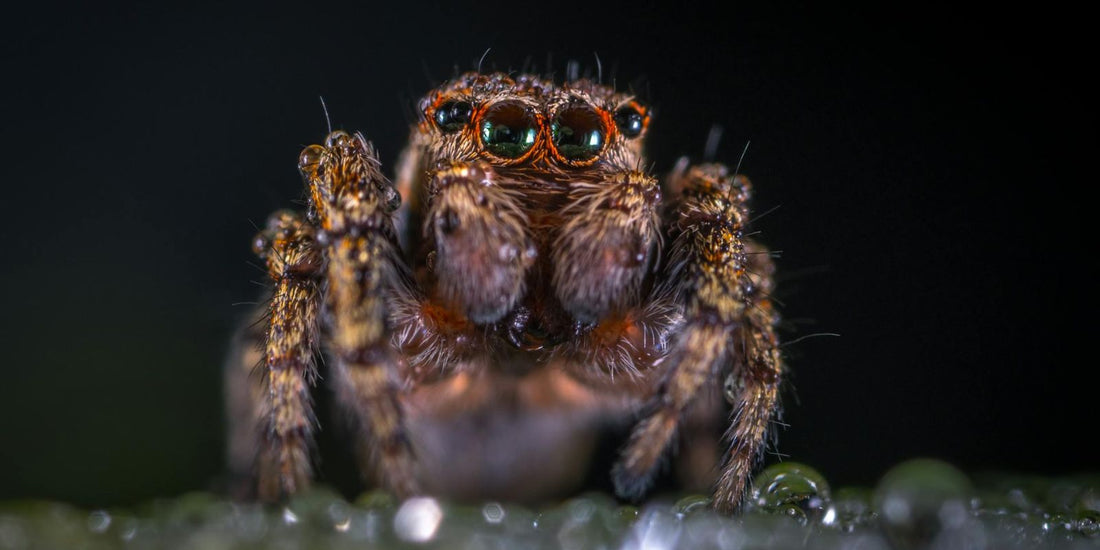 Arachnophobie : Quand la peur des Araignées dévoile les profondeurs de notre psyché