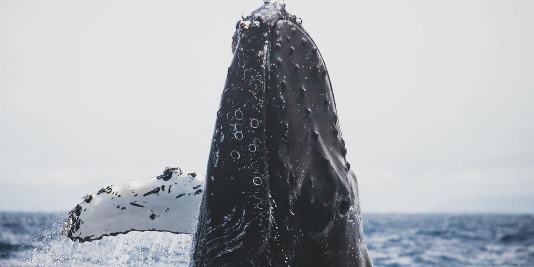 La Baleine Bleue : Le géant des Océans