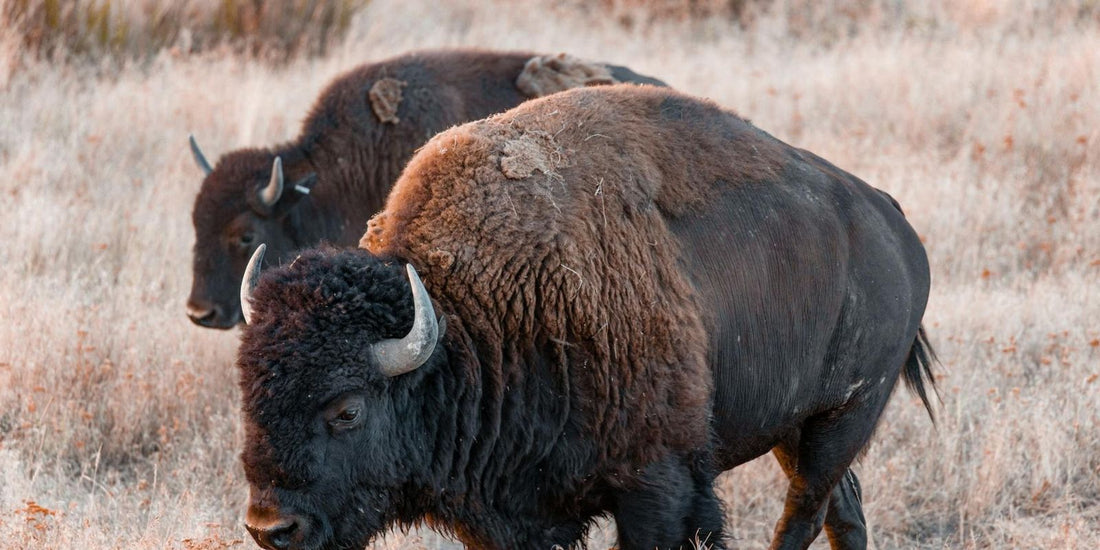 Le Bison : Un géant majestueux qui fascine et prend soin de notre santé