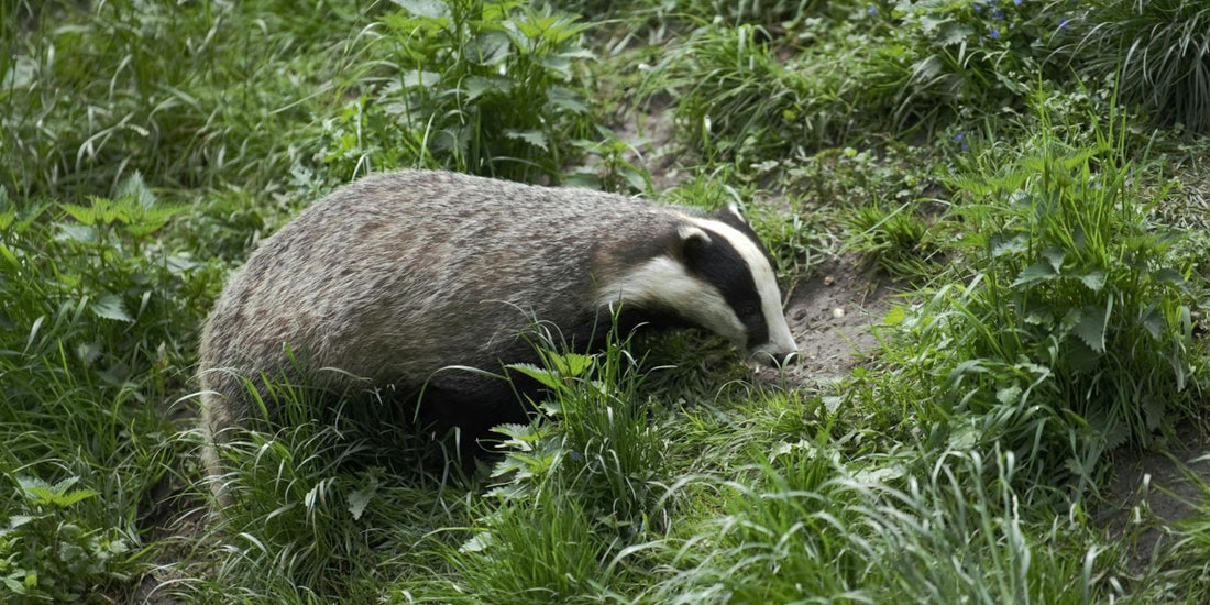 Tout savoir sur le Blaireau : Un animal fascinant et souvent méconnu