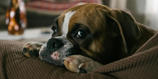 Le Boxer : Le chien énergique et loyal qui conquiert les cœurs