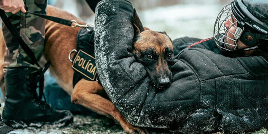 Brigade cynophile : Le lien indéfectible entre l’homme et le chien, un modèle de fidélité et de dévouement