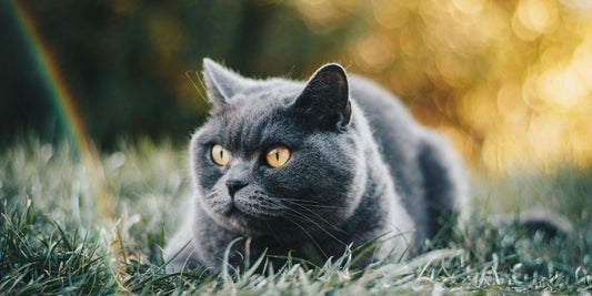 Votre British Shorthair est-il vraiment heureux ? Ce que vous devez savoir pour prendre soin de votre compagnon