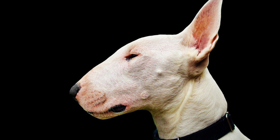 Le Bull Terrier : Un chien unique au caractère exceptionnel