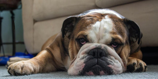 Le Bulldog Anglais : L’allié parfait pour une vie pleine d’amour et de fidélité