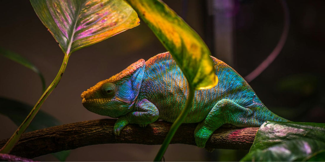 Le Caméléon : L’extraordinaire maître du camouflage et de la survie