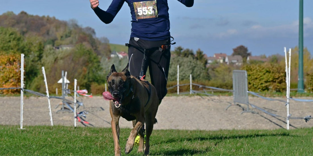 Découvrez comment le Canicross transforme la vie de votre chien et la vôtre : Une activité alliant santé, bien-être et complicité