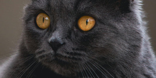 Le Chartreux : Le Chat mystérieux au charme envoûtant